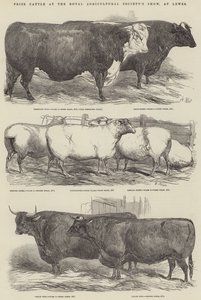 Bétail primé à l